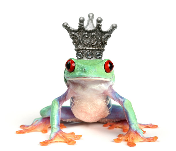 青蛙王国