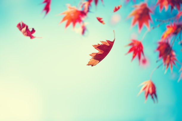 秋天的树木天空
