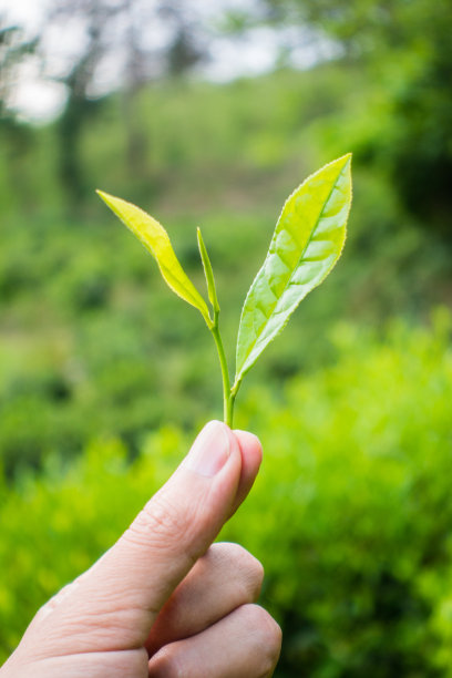 茶叶采摘