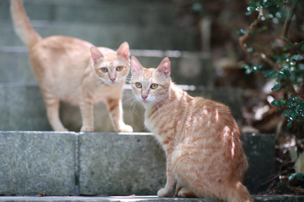 机警的猫咪