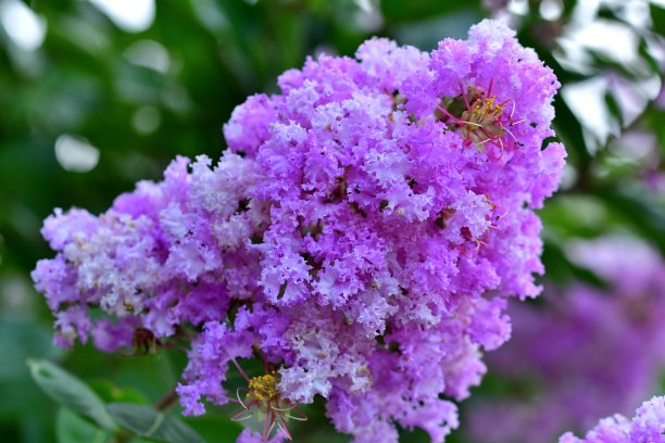 一束紫薇花
