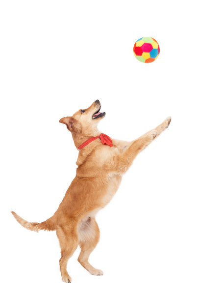 狗狗玩具球