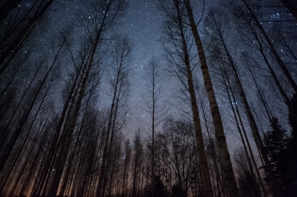 夜景树木