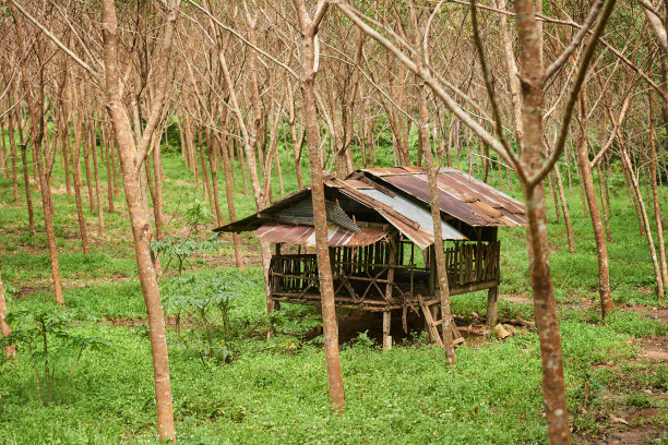 树林荒废小屋