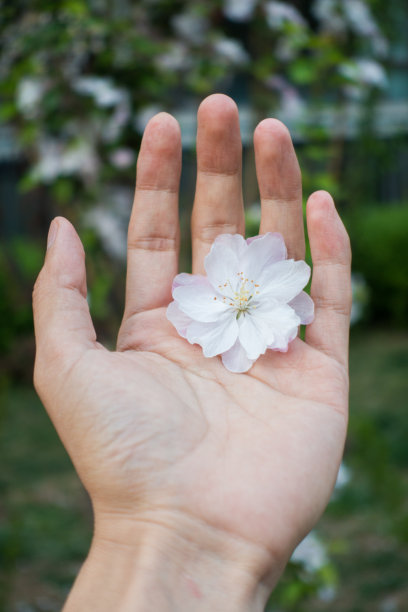 捧着花