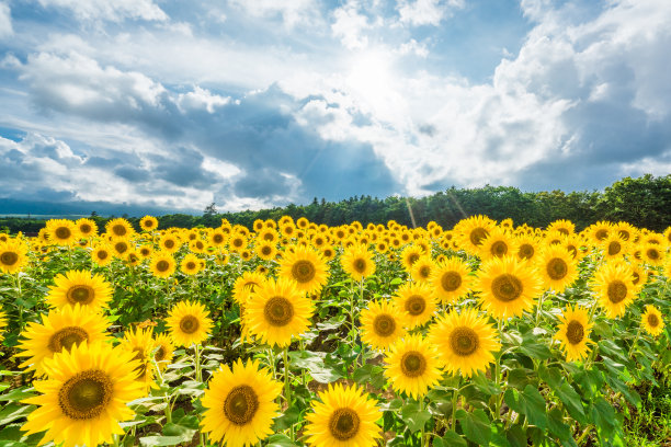 夏日葵花