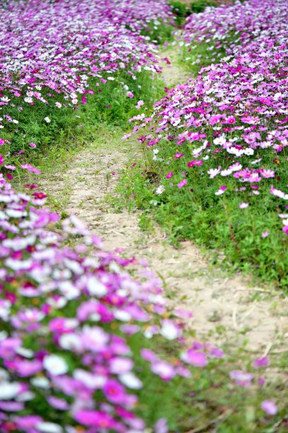 菊花上的露水