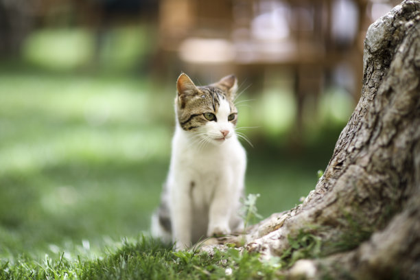 机警的猫咪