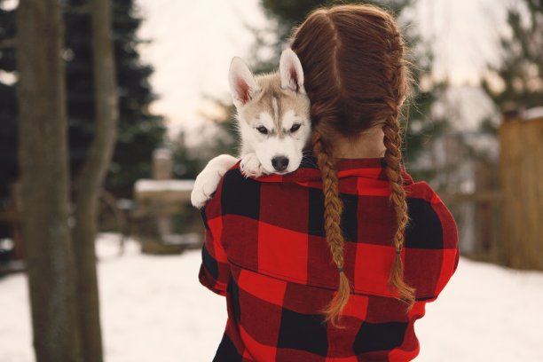 雪撬犬