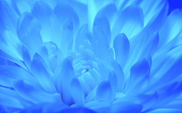 蓝调花卉背景墙