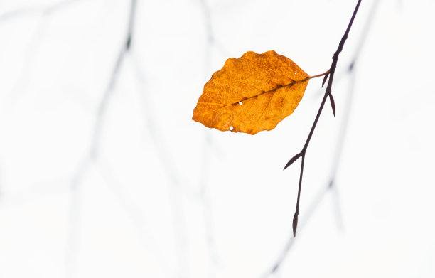 秋天树叶微距拍摄