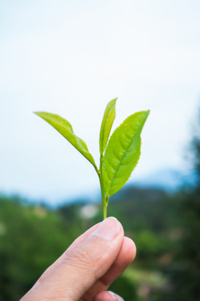 双手采茶