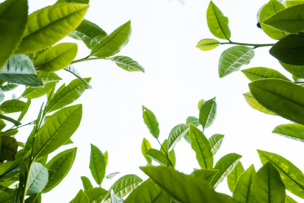 茶园 茶叶 绿茶 绿色 植物 