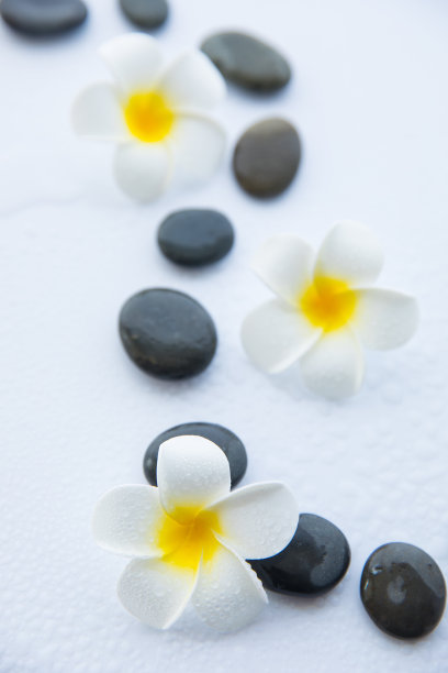 鸡蛋花和石头