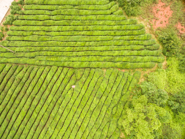 有机绿茶园