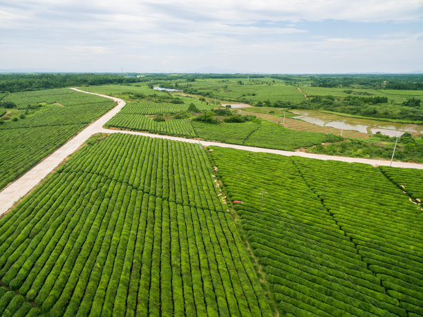 有机绿茶园