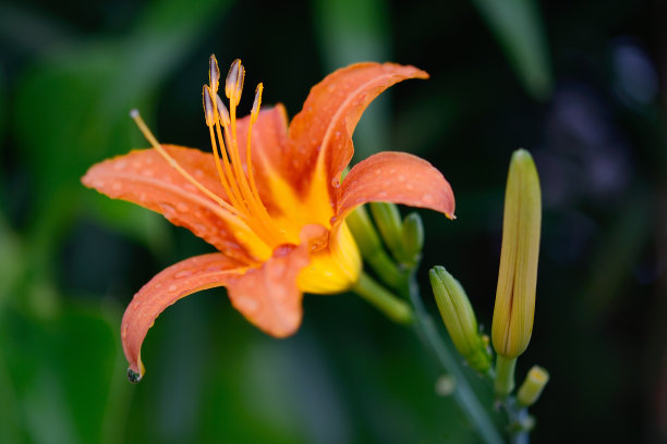 萱草,黄花菜