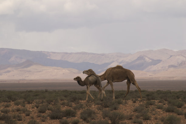 两头骆驼