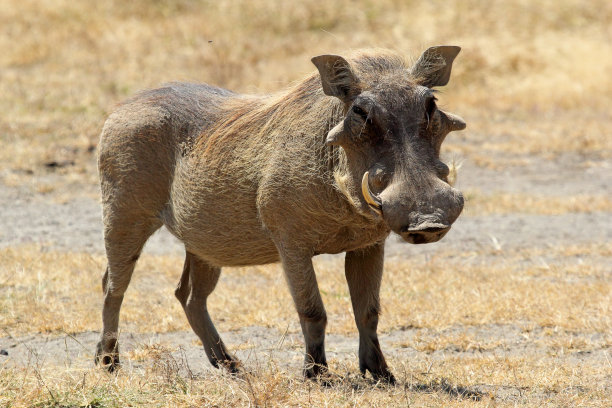 食草动物,国内著名景点,疣猪