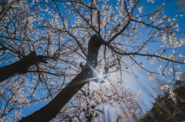 杏花山野