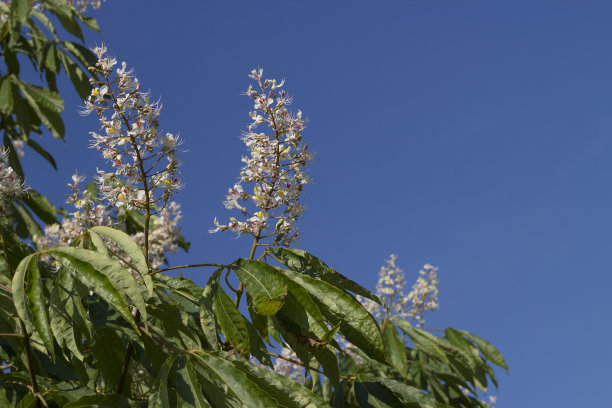 盛夏荔枝季