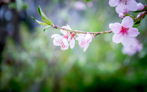 四月桃花