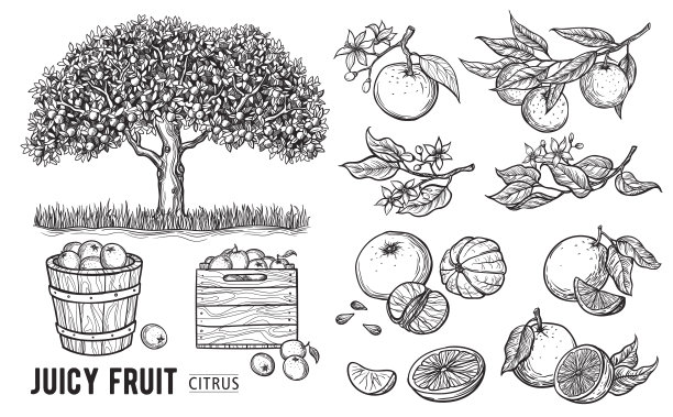 水果素描图