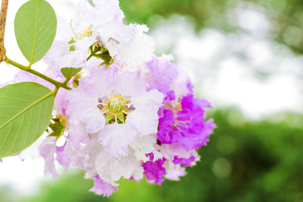 白紫薇花