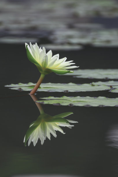 荷花花蕊