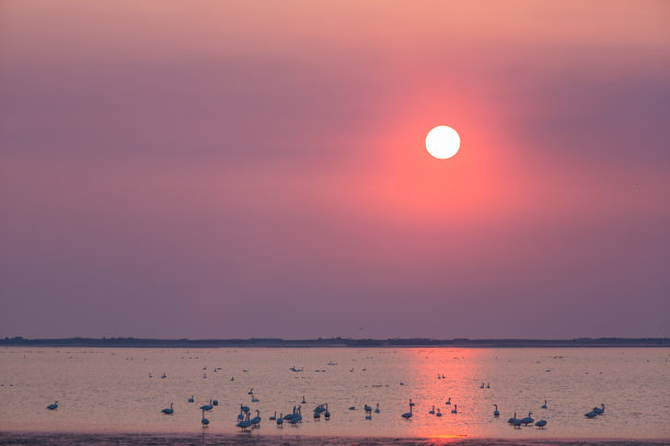 天鹅湖的早晨