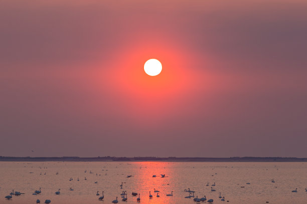 天鹅湖的早晨