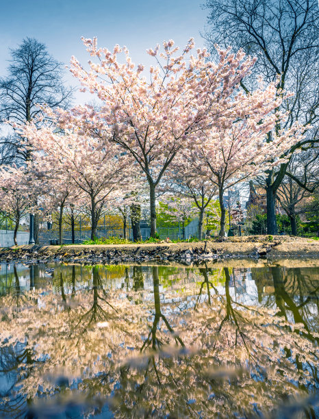 樱花飘逸