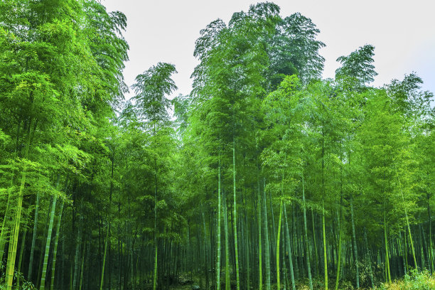 茂密竹林