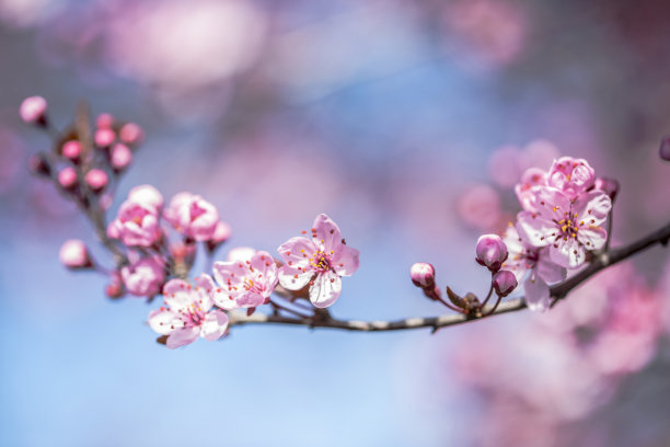 春天樱花图片