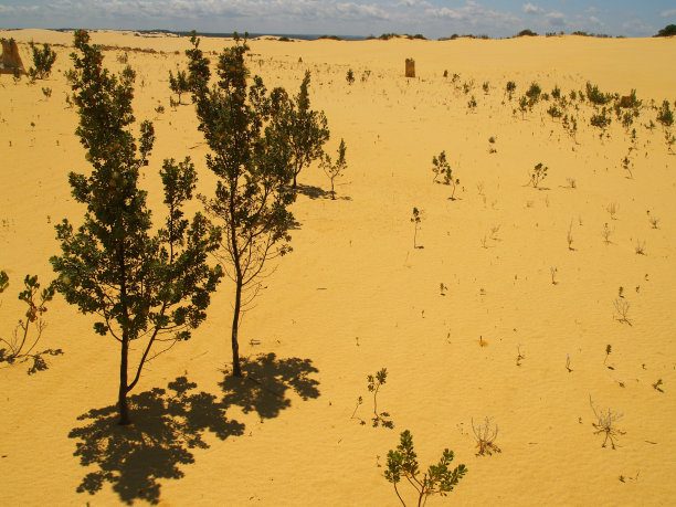 沙丘树根