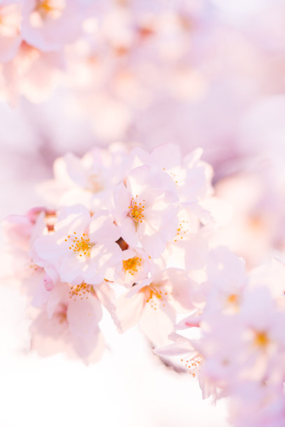 春暖花开粉红樱花樱花树樱花节