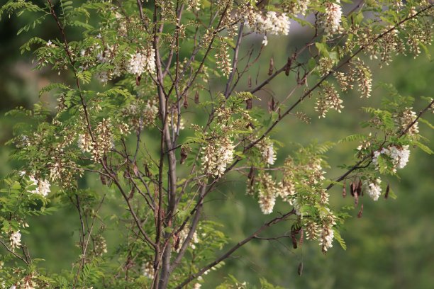 槐花 