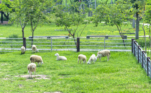 放牧牛羊草原