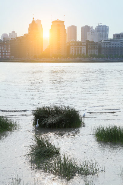 湿地飞鸟