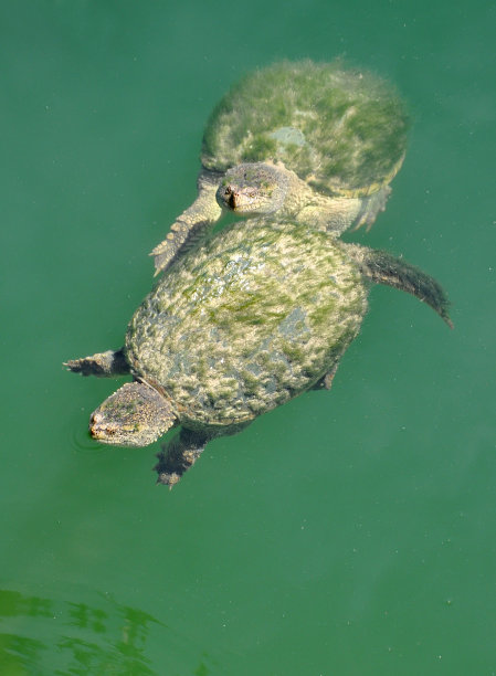 游水甲鱼