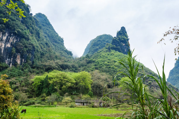 长满青草的山坡