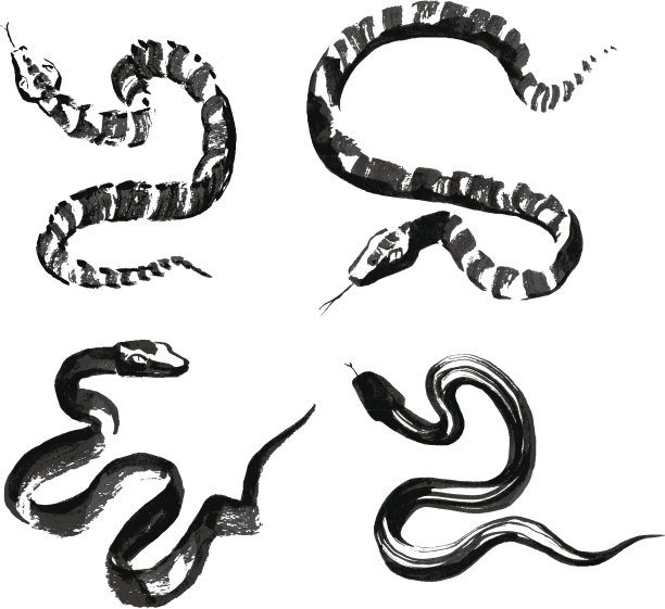 巳蛇插画