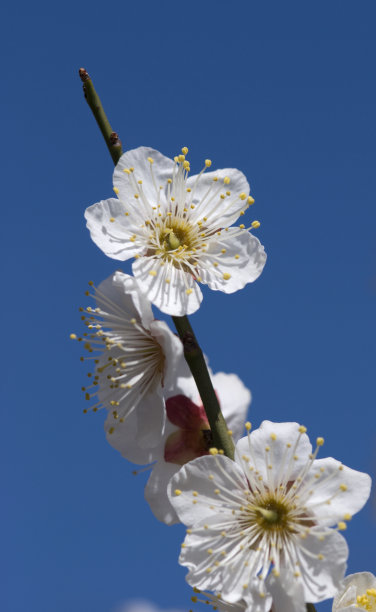 满树的梅花