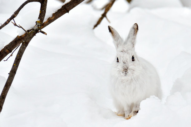 雪兔