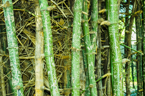 大型竹林