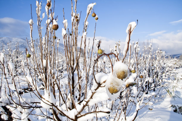 梨花落雪