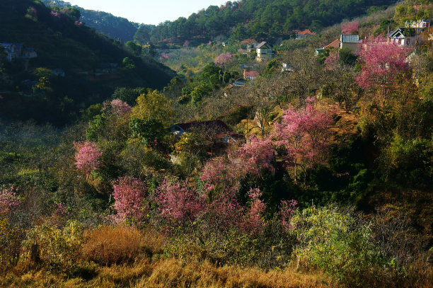 杏花景