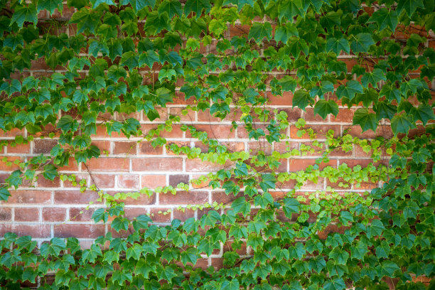 绿植墙背景墙