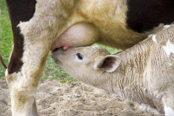 小牛犊吃奶