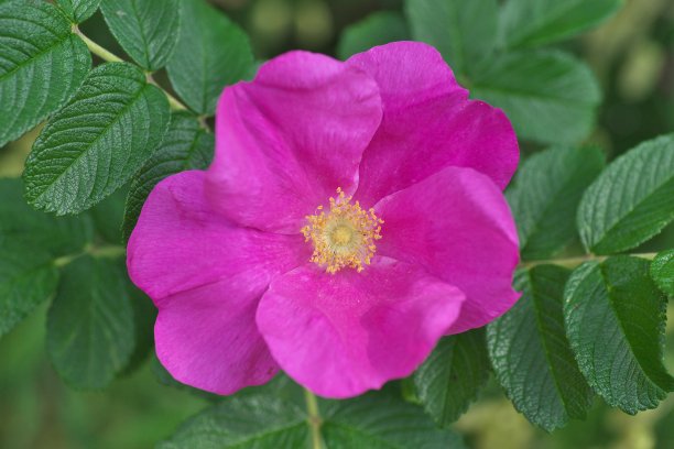 rugosa